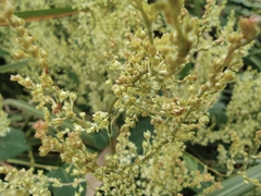 Reynoutria multiflora