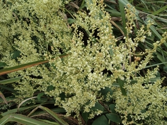 Reynoutria multiflora