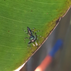 Cosmophasis