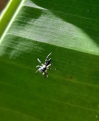 Cosmophasis