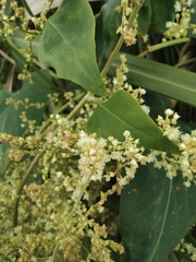 Reynoutria multiflora