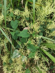 Reynoutria multiflora