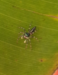 Cosmophasis