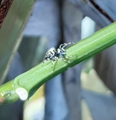 Cosmophasis