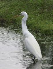 Ardea alba
