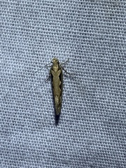 Ornativalva erubescens