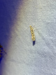 Ornativalva erubescens