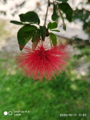 Calliandra tergemina emarginata