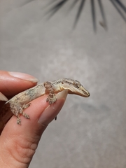 Hemidactylus frenatus