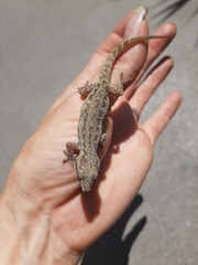 Hemidactylus frenatus