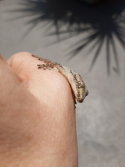 Hemidactylus frenatus