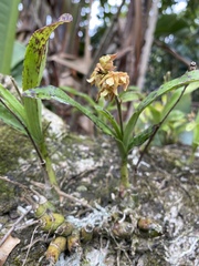 Polystachya sandersonii