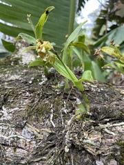 Polystachya sandersonii