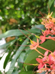Saraca declinata
