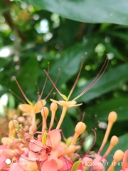 Saraca declinata