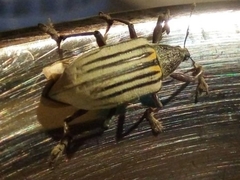Diaprepes abbreviatus
