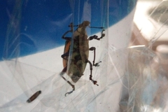 Diaprepes abbreviatus