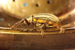 Diaprepes abbreviatus