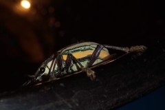 Diaprepes abbreviatus