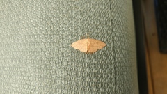 Cyclophora myrtaria