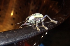 Diaprepes abbreviatus