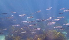 Atherinomorus vaigiensis