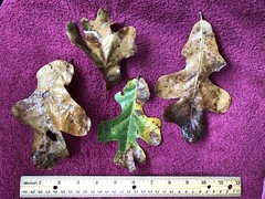 Quercus similis
