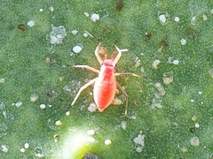 Hesperolabops gelastops