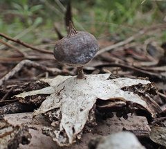Geastrum pectinatum