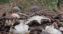 Geastrum pectinatum
