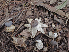 Geastrum pectinatum