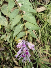 Buddleja lindleyana