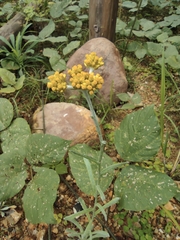 Pseudognaphalium affine