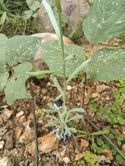 Pseudognaphalium affine