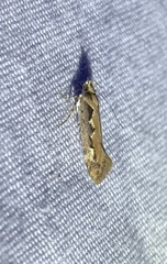 Ornativalva erubescens
