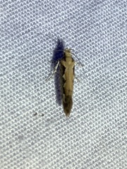 Ornativalva erubescens