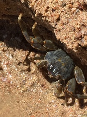 Grapsus albolineatus