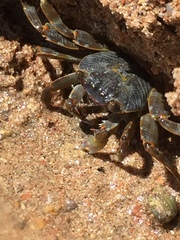 Grapsus albolineatus