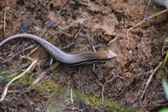 Trachylepis gravenhorstii