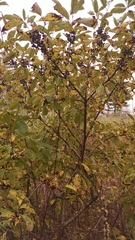 Rhamnus utilis