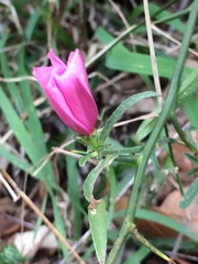Convolvulus cantabrica