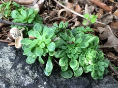 Sedum cepaea