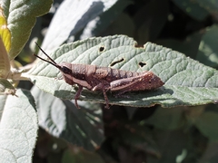 Monistria discrepans