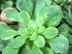 Sedum cepaea