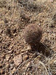 Echinomastus intertextus dasyacanthus