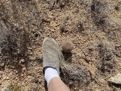 Echinomastus intertextus dasyacanthus