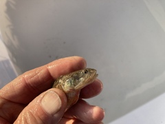 Gillichthys mirabilis