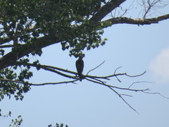Buteo plagiatus