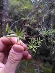 Leucopogon fasciculatus