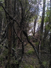 Leucopogon fasciculatus